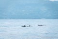 Hundred dolphins around us in Bais sand bar. Negros Oriental, Philippines