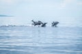 Hundred dolphins around us in Bais sand bar. Negros Oriental, Philippines