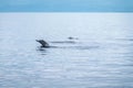 Hundred dolphins around us in Bais sand bar. Negros Oriental, Philippines