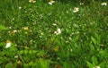 A hundred little blooming flower in bush