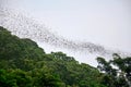 Hundred Million Bats flying nocturnal seeking for food in evenin