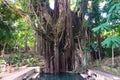 Hundred Year Old Balite Tree at Siquijor