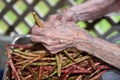 Hundred Year Old Hands Shelling Peas Royalty Free Stock Photo