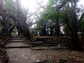 Hundred year old intertwined trees create a narrow pathway Royalty Free Stock Photo