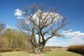 Hundred year old oak tree in village Lypiv Rih, Lipov Rog, Ukraine