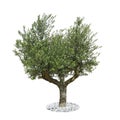 Hundred-year-old olive tree Royalty Free Stock Photo