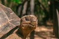 Hundred years old giant turtle - Prison Island, Zanzibar