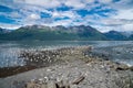 Hundreds of Alaskan seagull searching for and eating salmon at fish weir Royalty Free Stock Photo