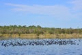 Coots At Salt Springs Run