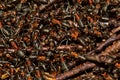 Hundreds of ants Royalty Free Stock Photo