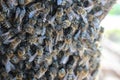 Beeswarm Royalty Free Stock Photo