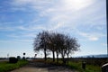 Hundreds of birds leaving a tree Royalty Free Stock Photo