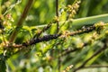 Hundreds of black plant lice on a green branch