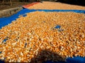 Hundreds of bright orange and yellow corn kernels are spread out on a red tarp. Royalty Free Stock Photo