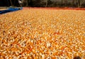 Hundreds of bright orange and yellow corn kernels are spread out on a red tarp. Royalty Free Stock Photo