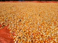 Hundreds of bright orange and yellow corn kernels are spread out on a red tarp. Royalty Free Stock Photo