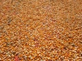 Hundreds of bright orange and yellow corn kernels are spread out on a red tarp. Royalty Free Stock Photo