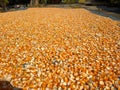 Hundreds of bright orange and yellow corn kernels are spread out on a red tarp. Royalty Free Stock Photo