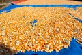 Hundreds of bright orange and yellow corn kernels are spread out on a red tarp. Royalty Free Stock Photo