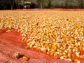 Hundreds of bright orange and yellow corn kernels are spread out on a red tarp. Royalty Free Stock Photo