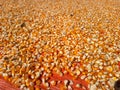 Hundreds of bright orange and yellow corn kernels are spread out on a red tarp. Royalty Free Stock Photo