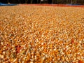 Hundreds of bright orange and yellow corn kernels are spread out on a red tarp. Royalty Free Stock Photo