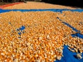 Hundreds of bright orange and yellow corn kernels are spread out on a red tarp. Royalty Free Stock Photo