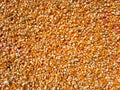 Hundreds of bright orange and yellow corn kernels are spread out on a red tarp. Royalty Free Stock Photo