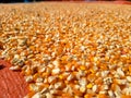 Hundreds of bright orange and yellow corn kernels are spread out on a red tarp. Royalty Free Stock Photo