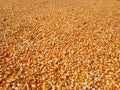 Hundreds of bright orange and yellow corn kernels are spread out on a red tarp. Royalty Free Stock Photo