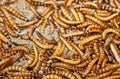 Hundreds of brown worms in their habitat. Royalty Free Stock Photo