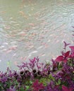 Hundreds of colorful fish in a clear water pond