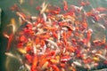 Hundreds of colorful Koi fish in Asian pond.