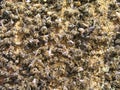 Hundreds of dead bees at the bottom of the hive.