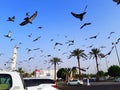 Doves at Quba Mosque