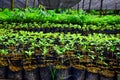 Hundreds of green saplings in a greenhouse Royalty Free Stock Photo