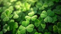 Hundreds of green three-leaf clovers, banner. The green color symbol of St. Patrick\' Royalty Free Stock Photo