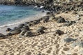 Green Sea Turtles on a Maui Beach Royalty Free Stock Photo