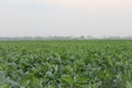 hundreds of hectares of tobacco plants are ready to be harvested in the summer Royalty Free Stock Photo