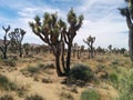 Hundreds of Joshua trees in desert landscape Royalty Free Stock Photo