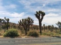 Hundreds of Joshua trees in desert landscape next to road Royalty Free Stock Photo