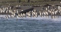 Hundreds of King penguins coming and going in the sea to fish