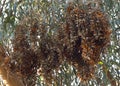 Hundreds of Monarch butterflies clustered together