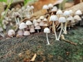 Hundreds of mushrooms thrive under shady trees