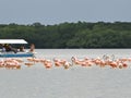 pink flamingo in a lagoon in celestun, mexico