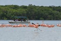 pink flamingo in a lagoon in celestun, mexico