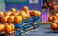 Hundreds of pumpkins for sale at an outdoor market Royalty Free Stock Photo