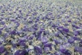 Hundreds of purple mint candies