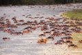 Hundreds of red mangrove crabs, Guanahacabibes Peninsula, Cuba