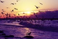 Hundreds of seagulls at the coast in Holland